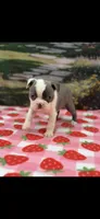 Macy-AKC, a female Boston Terrier for sale in Konawa, OK – 8 of 9