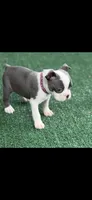 Macy-AKC, a female Boston Terrier for sale in Konawa, OK – 5 of 9