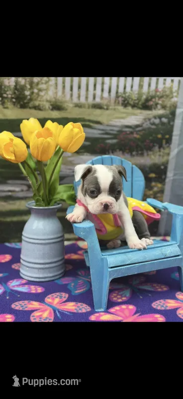 Macy-AKC – Boston Terrier puppy for sale in Konawa, OK
