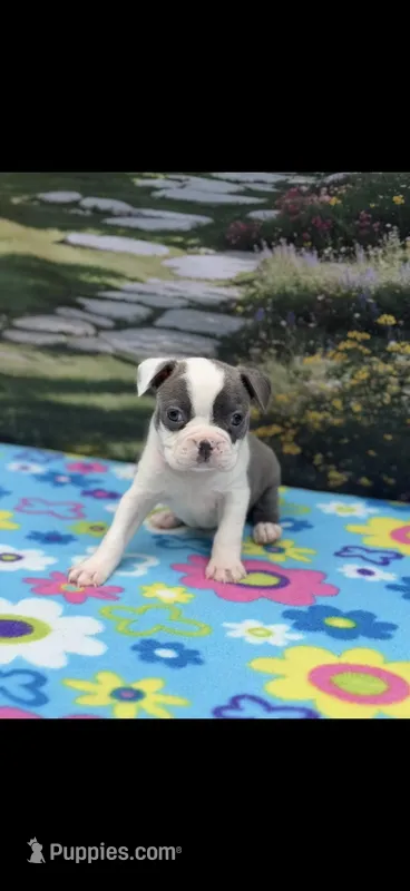 Macy-AKC – Boston Terrier puppy for sale in Konawa, OK
