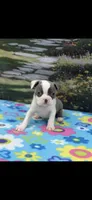 Macy-AKC, a female Boston Terrier for sale in Konawa, OK – 3 of 9