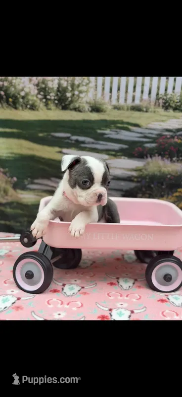 Macy-AKC – Boston Terrier puppy for sale in Konawa, OK