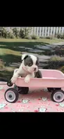 Macy-AKC, a female Boston Terrier for sale in Konawa, OK – 7 of 9