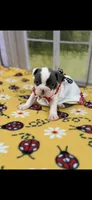 Macy-AKC, a female Boston Terrier for sale in Konawa, OK – 9 of 9