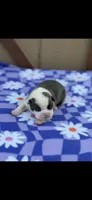 Macy-AKC, a female Boston Terrier for sale in Konawa, OK – Photo 6 of 8