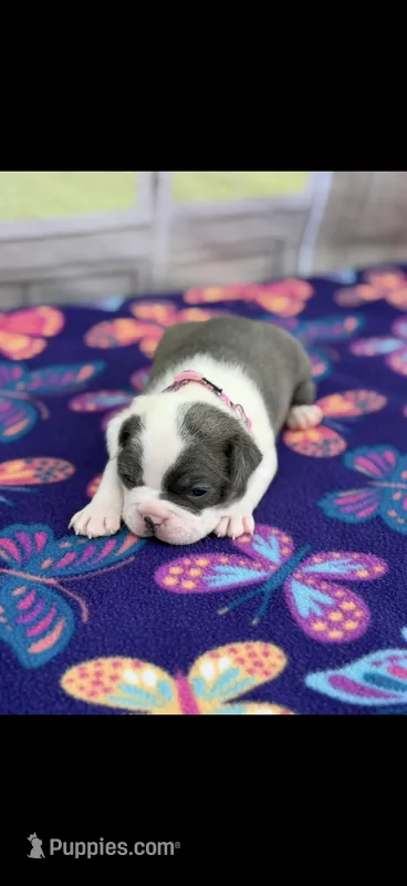 Macy-AKC – Boston Terrier puppy for sale in Konawa, OK