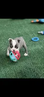 Macy-AKC, a female Boston Terrier for sale in Konawa, OK – 4 of 9