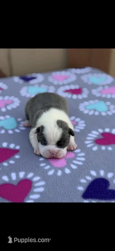 Macy-AKC – Boston Terrier puppy for sale in Konawa, OK