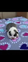 Macy-AKC, a female Boston Terrier for sale in Konawa, OK – Photo 1 of 8