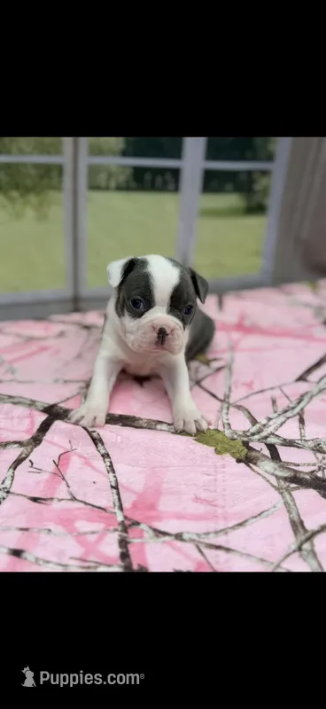 Macy-AKC – Boston Terrier puppy for sale in Konawa, OK