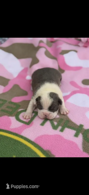Macy-AKC – Boston Terrier puppy for sale in Konawa, OK