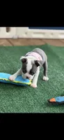 Macy-AKC, a female Boston Terrier for sale in Konawa, OK – 2 of 9
