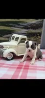 Macy-AKC, a female Boston Terrier for sale in Konawa, OK – 6 of 9