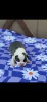 Macy-AKC, a female Boston Terrier for sale in Konawa, OK – Photo 3 of 8