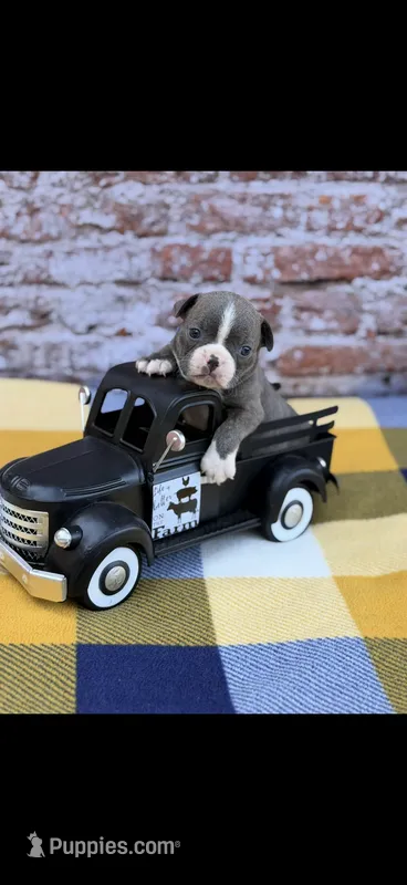 Lane-AKC – Boston Terrier puppy for sale in Konawa, OK