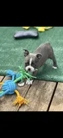 Lane-AKC, a male Boston Terrier for sale in Konawa, OK – 7 of 10