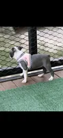 Chrissy-AKC, a female Boston Terrier for sale in Konawa, OK – 7 of 10