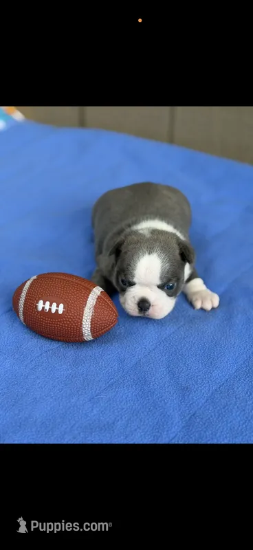 Blue-AKC – Boston Terrier puppy for sale in Konawa, OK