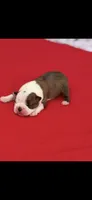 Watson-AKC, a male Boston Terrier for sale in Konawa, OK – 3 of 8