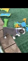Avery-AKC, a female Boston Terrier for sale in Konawa, OK – 3 of 8