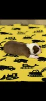 Coco-AKC, a male Boston Terrier for sale in Konawa, OK – 7 of 8