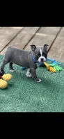 Lane-AKC, a male Boston Terrier for sale in Konawa, OK – 2 of 10
