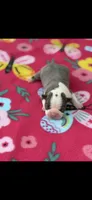 Avery-AKC, a female Boston Terrier for sale in Konawa, OK – 2 of 6