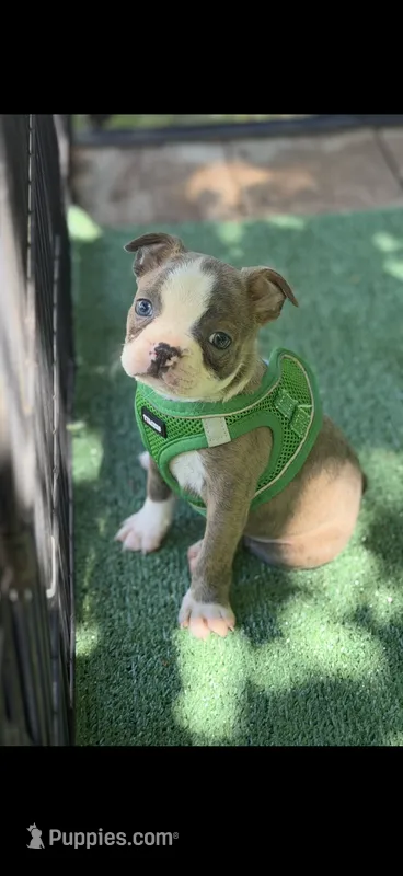 Nash-AKC – Boston Terrier puppy for sale in Konawa, OK
