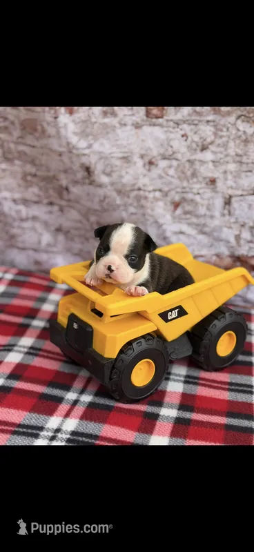 Tyson-AKC – Boston Terrier puppy for sale in Konawa, OK