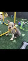 Kasey-AKC, a female Boston Terrier for sale in Konawa, OK – 3 of 4
