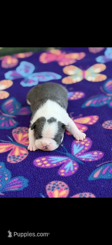 Bella-AKC – Boston Terrier puppy for sale in Konawa, OK