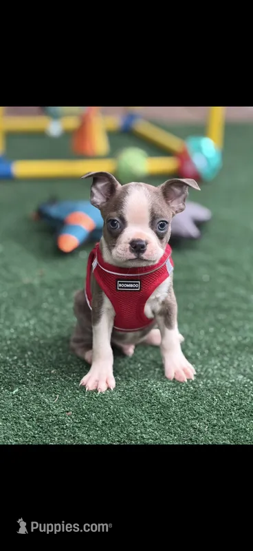 Dawson-AKC – Boston Terrier puppy on hold in Konawa, OK