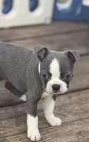 Jasmine-AKC, a female Boston Terrier for sale in Konawa, OK – 6 of 8
