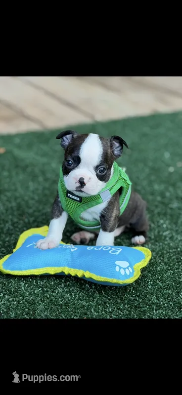 Tyson-AKC – Boston Terrier puppy for sale in Konawa, OK