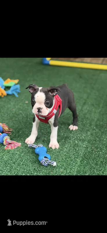 Bolt-AKC – Boston Terrier puppy for sale in Konawa, OK