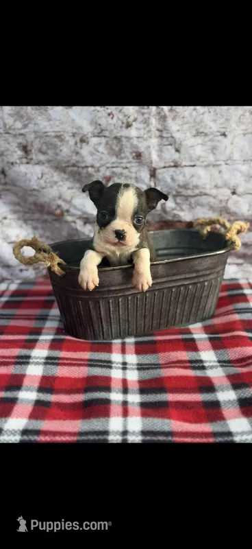 Winston-AKC – Boston Terrier puppy for sale in Konawa, OK