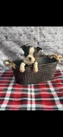 Winston-AKC, a male Boston Terrier for sale in Konawa, OK – 7 of 10