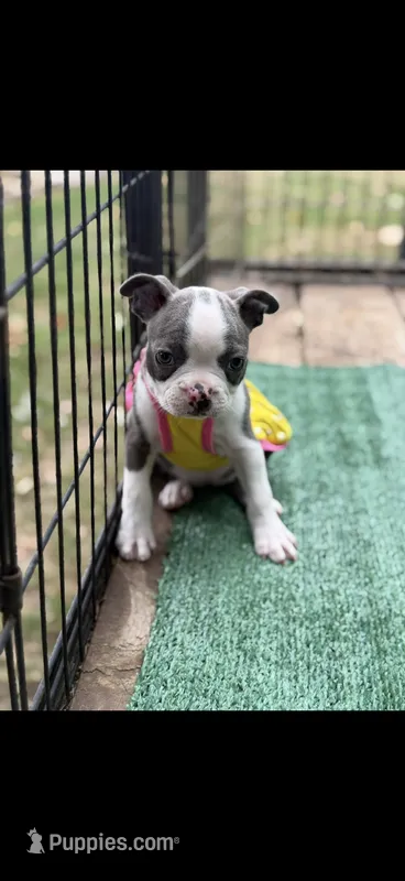 Avery-AKC – Boston Terrier puppy on hold in Konawa, OK