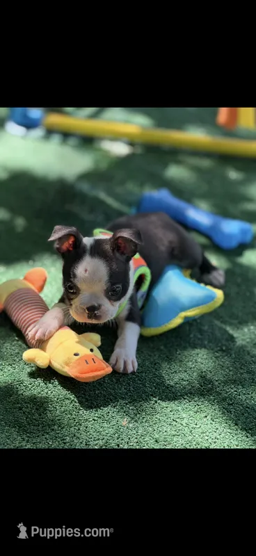 Bolt-AKC – Boston Terrier puppy for sale in Konawa, OK