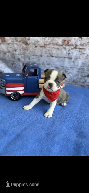 Denver-AKC – Boston Terrier puppy for sale in Konawa, OK