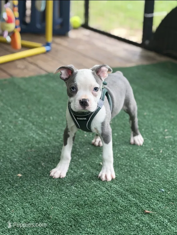 Gus-AKC – Boston Terrier puppy for sale in Konawa, OK