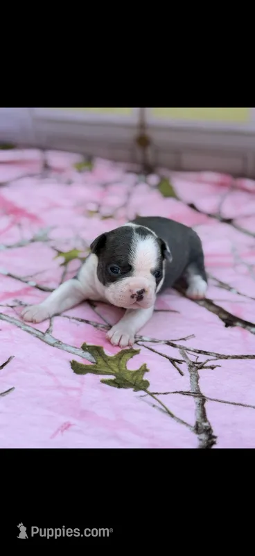 Bella-AKC – Boston Terrier puppy for sale in Konawa, OK