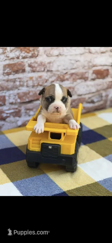 Bandit-AKC – Boston Terrier puppy for sale in Konawa, OK
