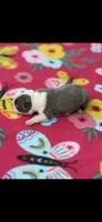 Avery-AKC, a female Boston Terrier for sale in Konawa, OK – 6 of 6