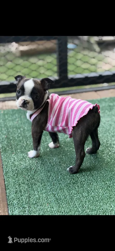 Lainey – Boston Terrier puppy for sale in Konawa, OK
