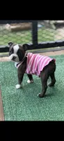Lainey, a female Boston Terrier for sale in Konawa, OK – 2 of 10