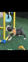 Winston-AKC, a male Boston Terrier for sale in Konawa, OK – 3 of 10