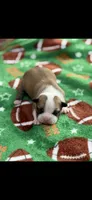 Bandit-AKC, a male Boston Terrier for sale in Konawa, OK – 2 of 6