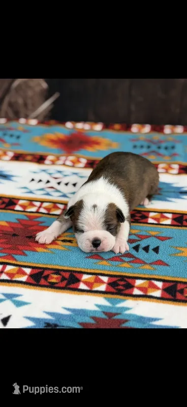 Watson-AKC – Boston Terrier puppy for sale in Konawa, OK