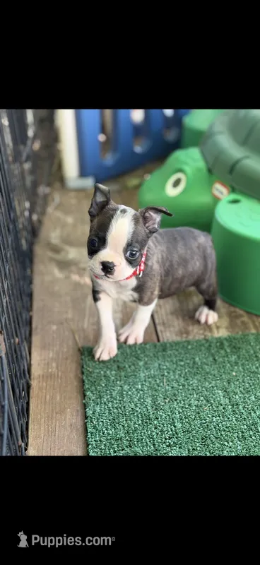 Winston-AKC – Boston Terrier puppy for sale in Konawa, OK